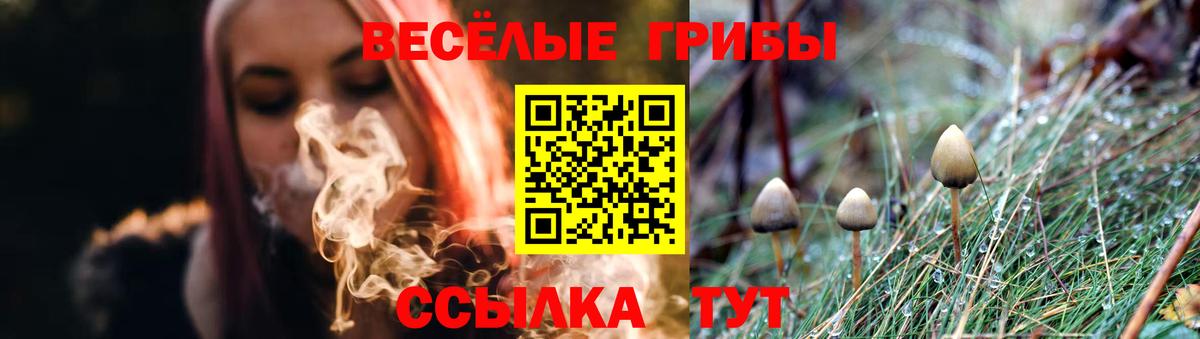 купить  цена  Вход с VPN  Новокуйбышевск  Галлюциногенные грибы Psilocybe 